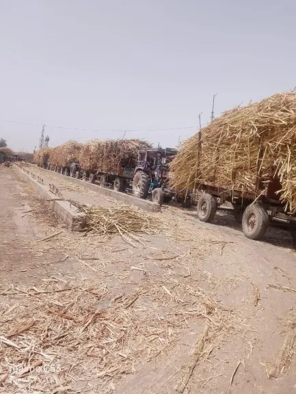 مديريات الزراعة: تكثف الجولات الميدانية لمتابعة صرف الأسمدة وتوريد قصب السكر