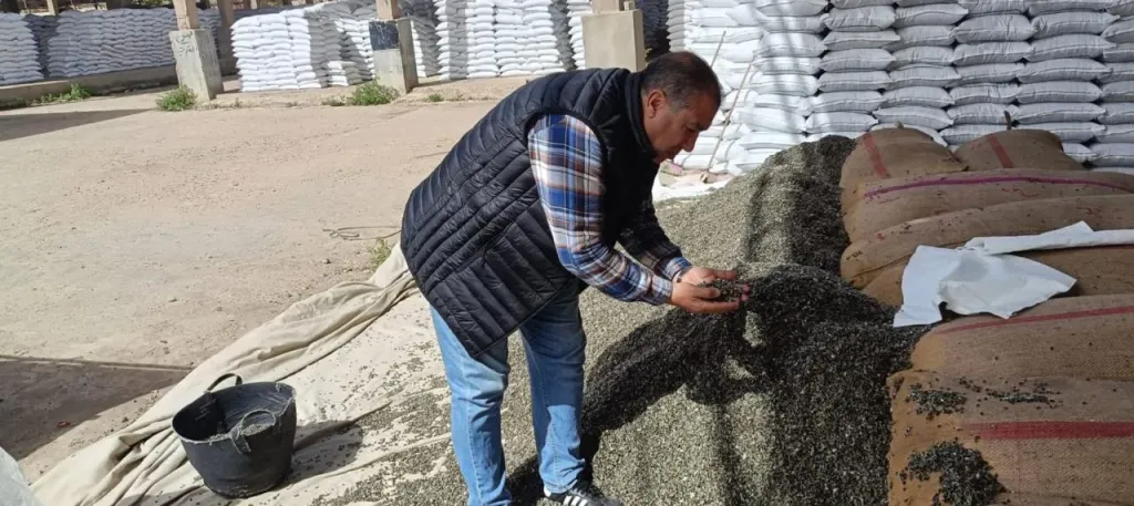 الزراعة: تجهيز أكثر من 15 ألف شيكارة قطن من تقاوي المزارع المعاونة تمهيدا لتوزيعها على المزارعين