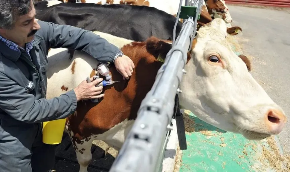 أزمة بيطرية تهدد إنتاج جبن الحلوم في قبرص.. تفشي الحمى القلاعية يثير مخاوف اقتصادية حادة