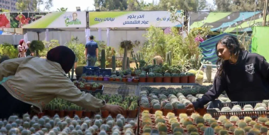 أيدٍ ناعمة بين الأشواك.. حنين ونورا تصنعان بهجة الربيع من قلب الصبار