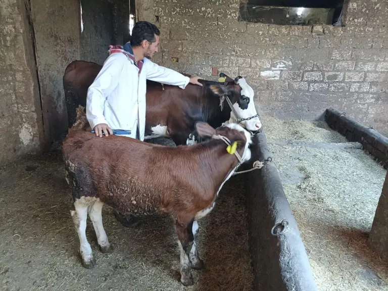 الزراعة: تكثّف جهود الرعاية التناسلية والتحسين الوراثي للماشية خلال مارس