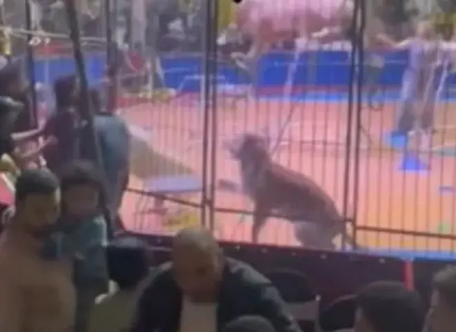 مشهد مرعب داخل السيرك.. أسد يهاجم طفلة فجأة وسط الجمهور