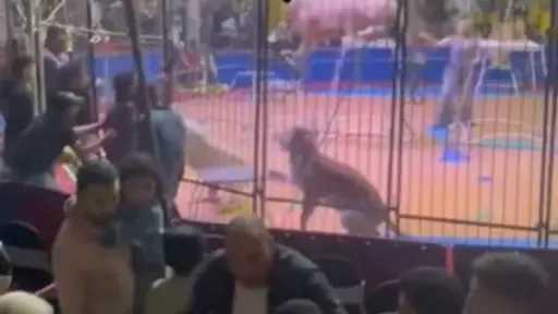 مشهد مرعب داخل السيرك.. أسد يهاجم طفلة فجأة وسط الجمهور