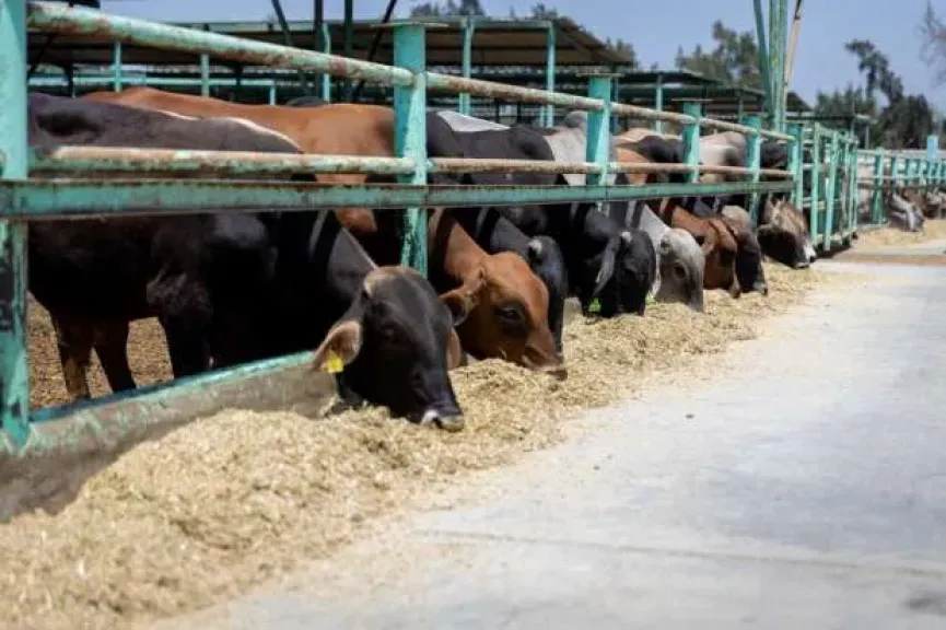 الأوقاف تطرح صكوك الأضاحي بالتقسيط لأول مرة.. المستوردة 7000 جنيه والبلدي 9500