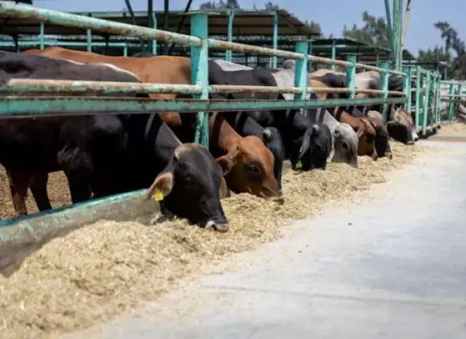 الأوقاف تطرح صكوك الأضاحي بالتقسيط لأول مرة.. المستوردة 7000 جنيه والبلدي 9500