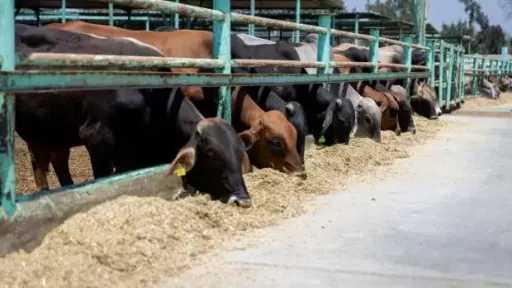 الأوقاف تطرح صكوك الأضاحي بالتقسيط لأول مرة.. المستوردة 7000 جنيه والبلدي 9500