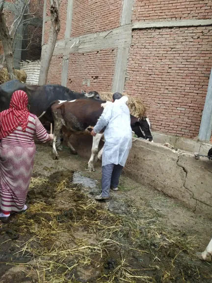 محافظ الغربية تحصين 185,283 حيوانًا ضد الجلد العقدي وجدري الأغنام ويؤكد بنسبة تغطية بلغت 103٪