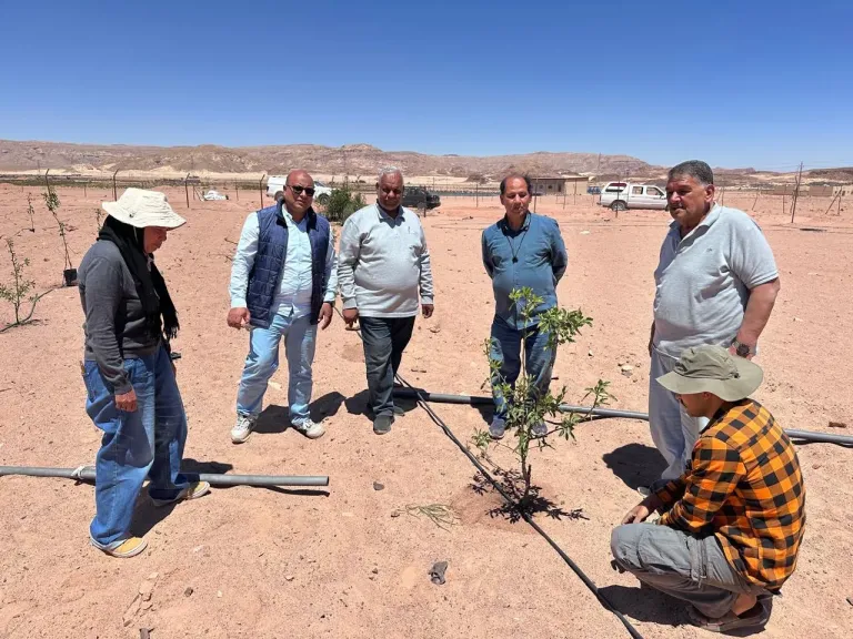 خبراء ”بحوث الصحراء” يتفقدون التجمعات الزراعية بكاترين لتقديم الدعم الفني للمتضررين