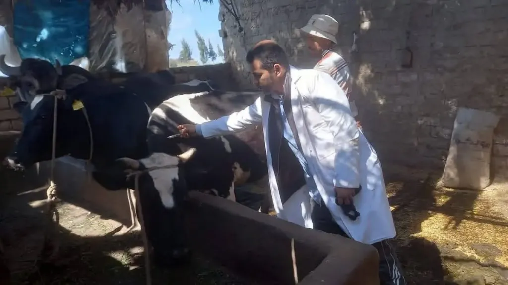كفر الشيخ: تحصين 255 ألف رأس ماشية ضد الجلد العقدي