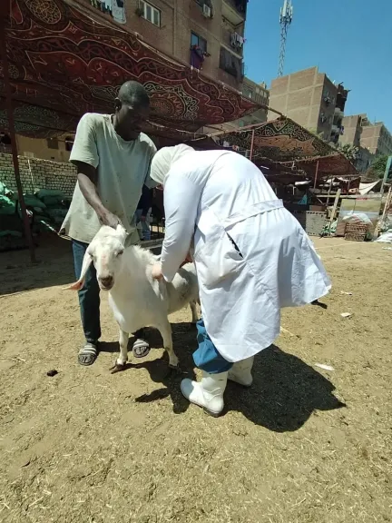 الزراعة: تعلن ختام الحملة القومية للتحصين ضد الجلد العقدي وجدري الأغنام بتحصين 3.9 مليون رأس ماشية