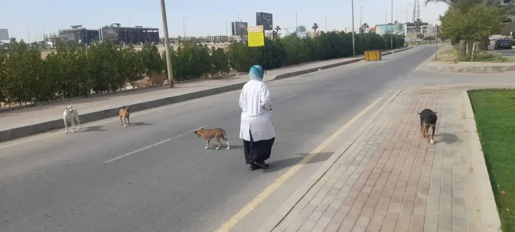 جهاز 6 أكتوبر: تطعيم 100 كلب ضال في عدد من مناطق المدينة