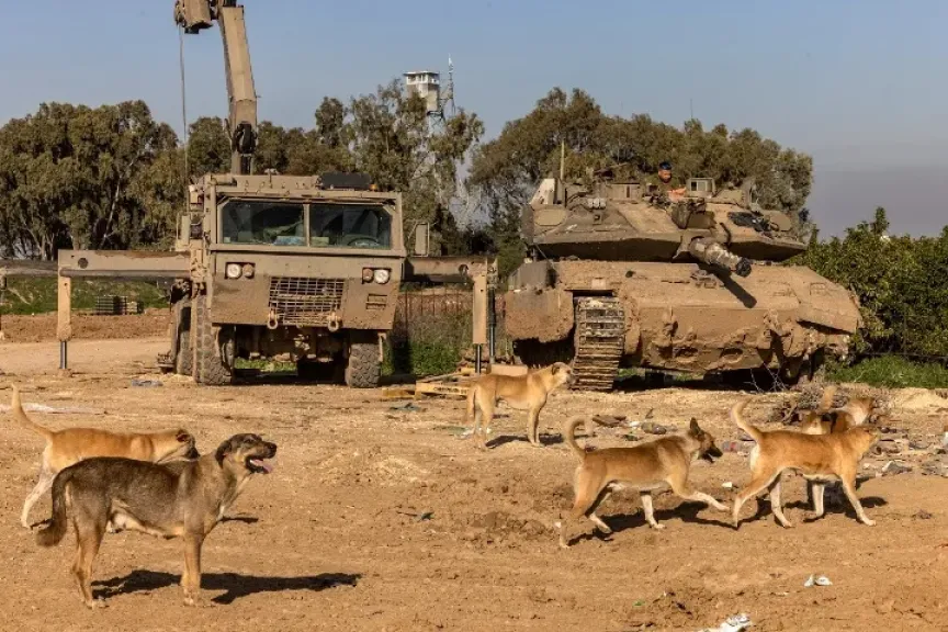 شهادات.. جنود إسرائيليون أعدموا كلابا في غزة بالرصاص أو التسميم