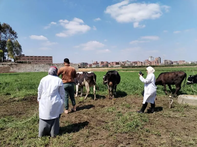 الزراعة: تحصين أكثر من 2.4 مليون رأس ماشية ضمن الحملة القومية ضد الحمى القلاعية وحمى الوادي المتصدع