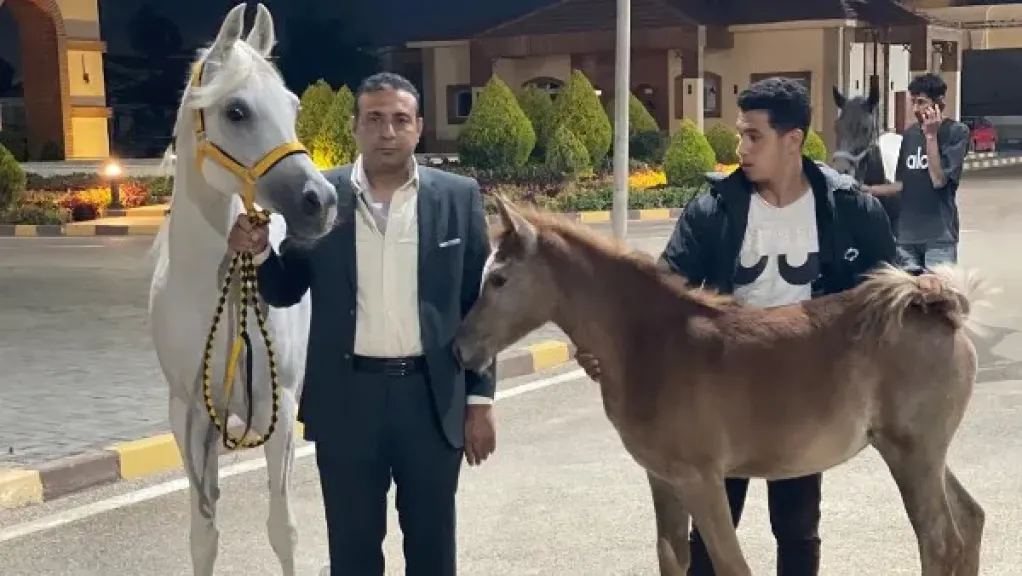مصر تُصدّر 36 جوادًا إلى الأردن ضمن خطة دعم الخيول العربية وتعزيز الصادرات