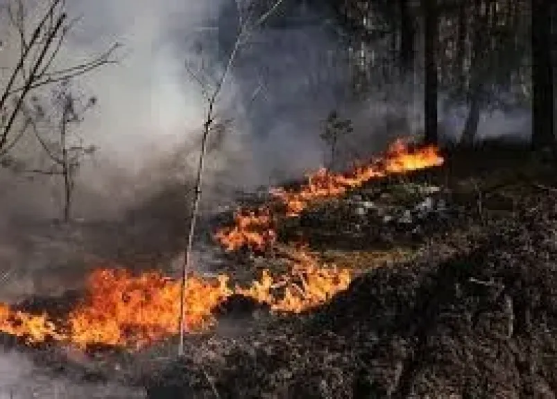 أوكرانيا: رجال الإطفاء يواصلون مكافحة حريق غابات في منطقة محيطة بمحطة تشيرنوبل