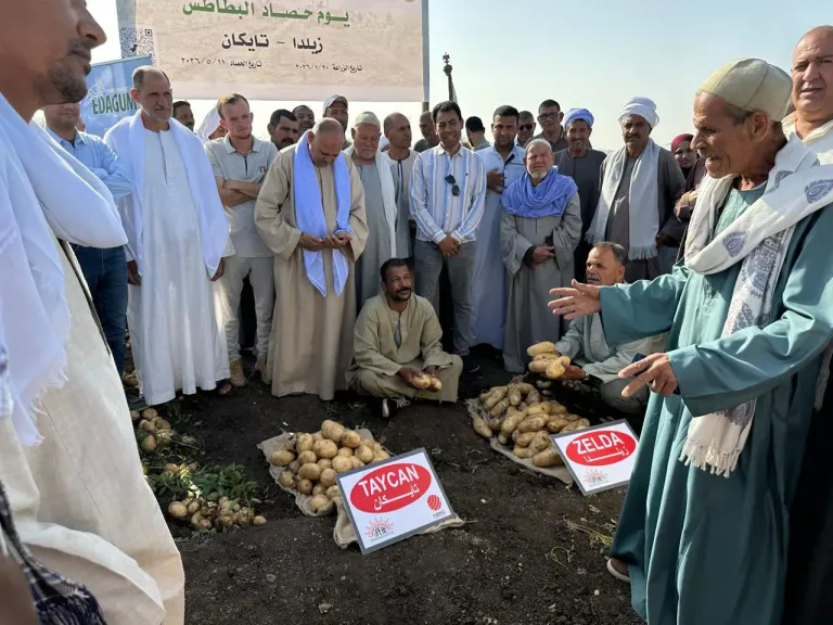 بتكليفات من وزير الزراعة.. اتحاد منتجي ومصدري الحاصلات البستانية يتابع نتائج الأصناف الجديدة للبطاطس