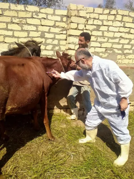 بحوث الصحراء يوزّع 30 كبشًا برقيًا محسّنًا وأعلافًا مجانية بسيوة