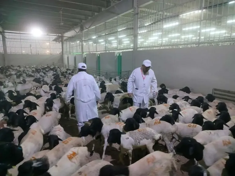 الزراعة: بدء أعمال البعثة المصرية للإشراف على الهدي والأضاحي بالسعودية