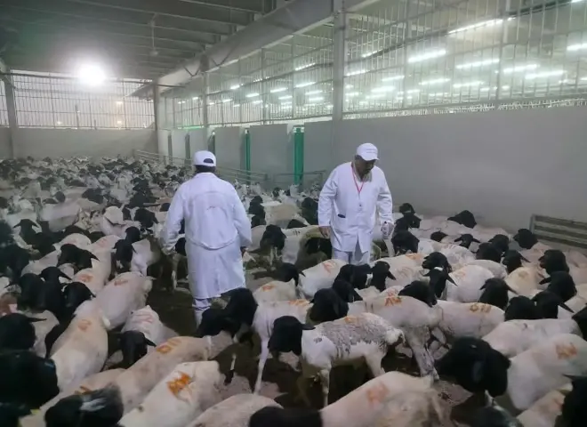 الزراعة: بدء أعمال البعثة المصرية للإشراف على الهدي والأضاحي بالسعودية