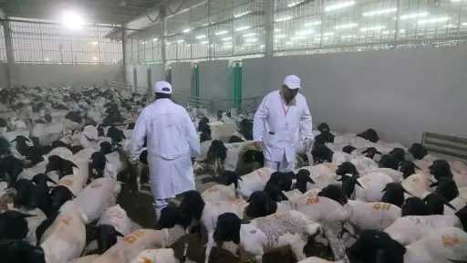 الزراعة: بدء أعمال البعثة المصرية للإشراف على الهدي والأضاحي بالسعودية