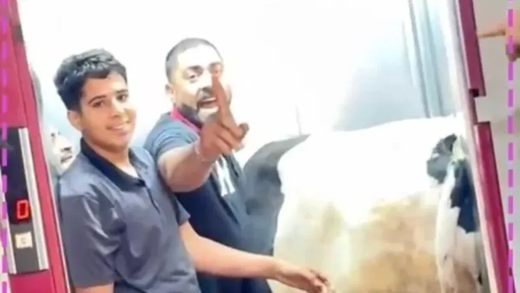 فيديو يثير الجدل.. عمال ينقلون عجلاً داخل أسانسير بأحد العقارات استعدادًا لعيد الأضحى