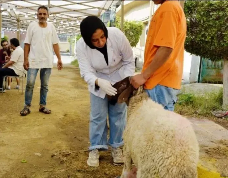 وكيل نقابة البيطريين بعد إقرار سنة الامتياز للطب البيطري: معندناش بنية تحتية لتدريب الطلاب