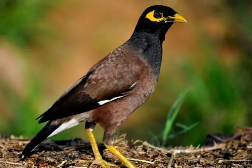 طائر المينا الهندي يغزو مصر.. تحذيرات من خطر بيئي يهدد الزراعة والتنوع البيولوجي