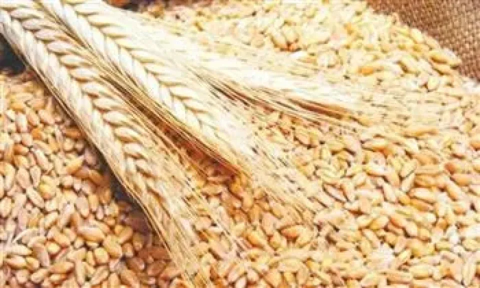 وزير التموين: استبعدنا غير المستحقين للدعم.. ووفرنا 300 مليون دولار من فاتورة استيراد القمح