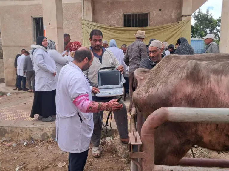 الزراعة:تكثّف جهود الرعاية التناسلية والتحسين الوراثي للماشية خلال مايو