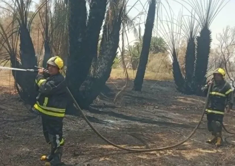 السيطرة على حريق التهم عددا من أشجار النخيل والزيتون بالوادي الجديد