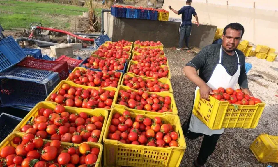 عيد الفلاح الـ74.. 9.5 مليون طن صادرات زراعية و60 سوقًا جديدًا أمام المنتجات المصرية