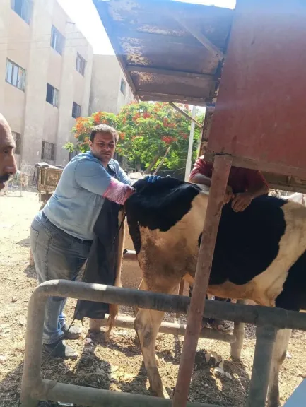 الزراعة: تكثّف جهود الرعاية التناسلية والتحسين الوراثي للماشية خلال يونيو