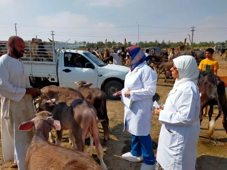 الزراعة: تكثف الترصد الوبائي لحماية الثروة الحيوانية: أكثر من 21 ألف زيارة ميدانية خلال يونيو
