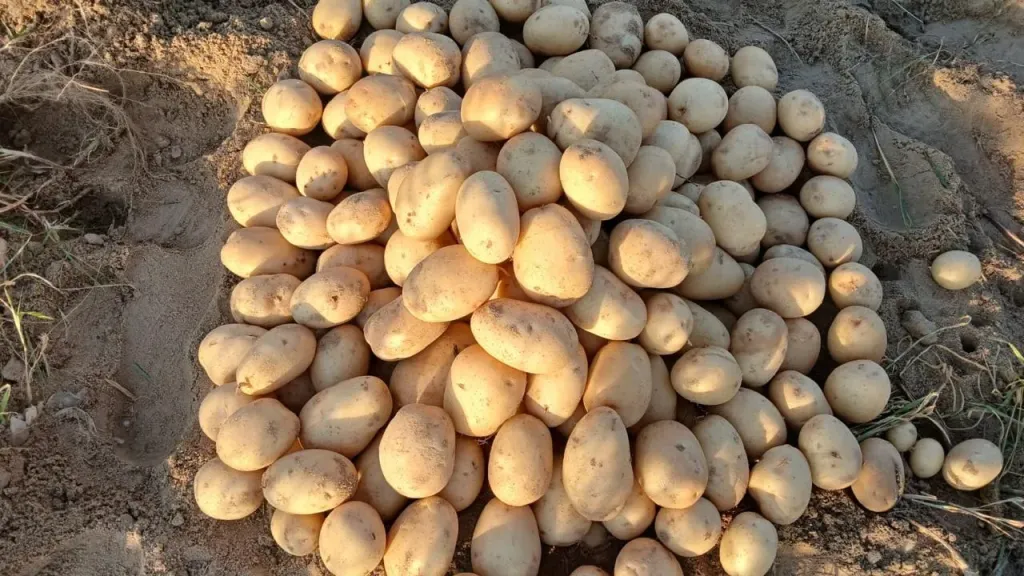 الاتحاد العام لمنتجي ومصدري الحاصلات البستانية يتابع انطلاق موسم البطاطس بفرعي طنطا وكفر الزيات