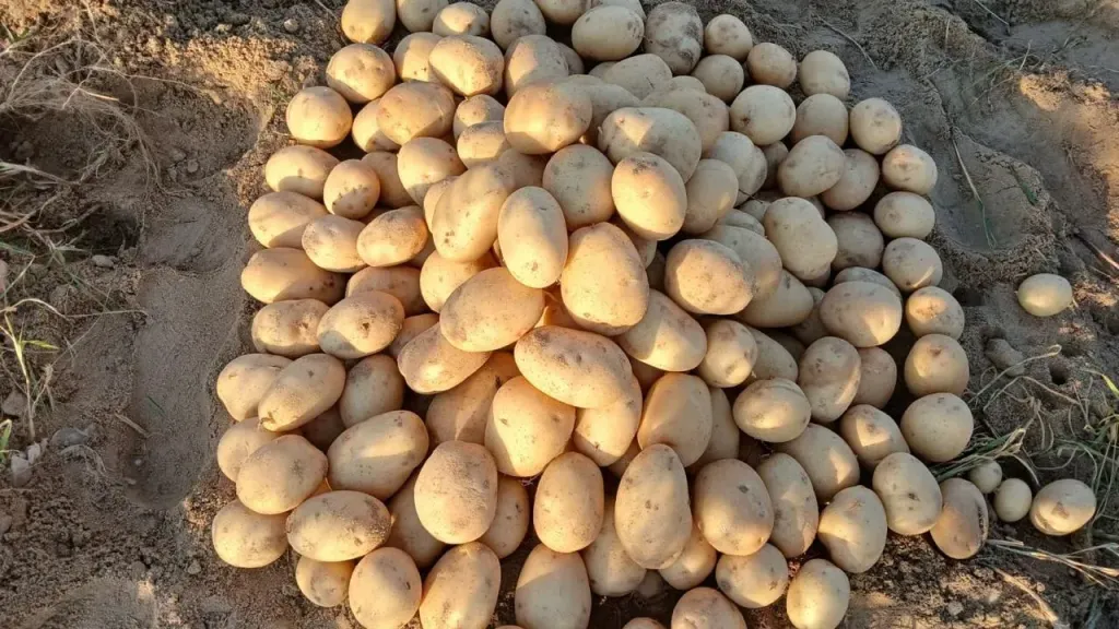 أسعار البطاطس تصل لـ20 جنيهًا.. نقيب الفلاحين يحذر من قفزة جديدة قبل أكتوبر