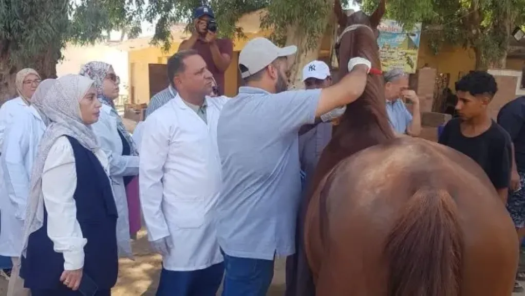 استعدادًا لبطولة العالم للفروسية.. «الخدمات البيطرية» تبدأ ترقيم وتسجيل خيول الأهرامات بالشرائح الإلكترونية