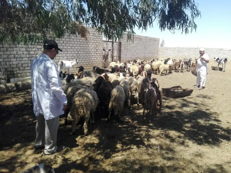 بحوث الصحراء ينفذ قافلة بيطرية لدعم الثروة الحيوانية بمنطقة المغرة