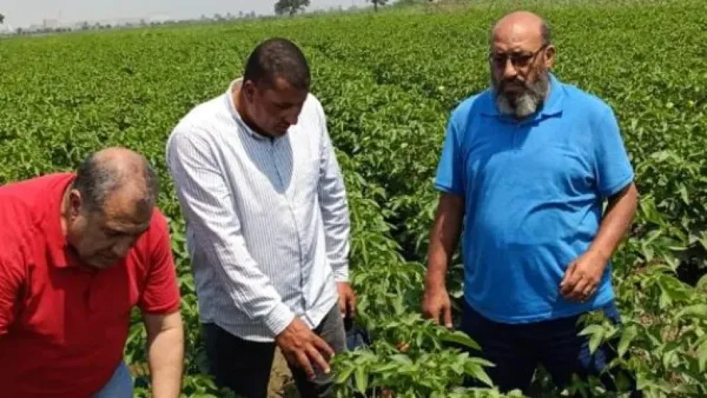 معهد بحوث القطن يواصل متابعة حقول الإكثارات لضمان إنتاج تقاوي عالية الجودة