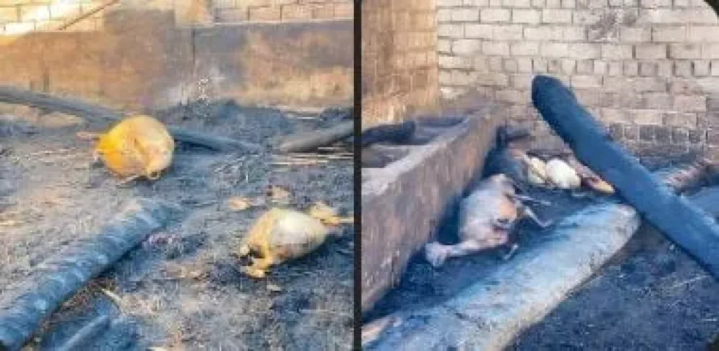حريق ضخم يلتهم حوشًا للمواشي في الشغب بإسنا.. ونفوق عدد من الأغنام