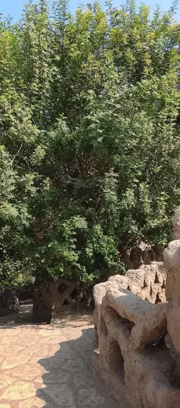 بعد معاينة ميدانية.. «الزراعة» تُؤكد سلامة أشجار حديقة الأسماك بالزمالك وتؤكد التزامها بحماية التراث النباتي