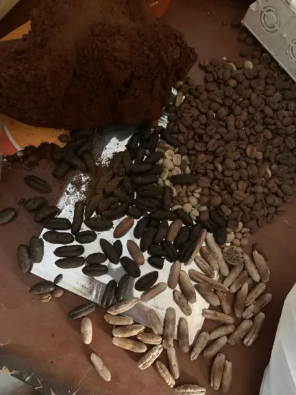 ضبط 600 كيلو بن مغشوش ومخالفات غذائية في حملة رقابية بالغربية