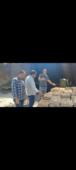 «ضربة جديدة للبيض الفاسد».. محافظ الغربية: ضبط 105 آلاف بيضة فاسدة وغير صالحة للاستهلاك الآدمي ببسيون