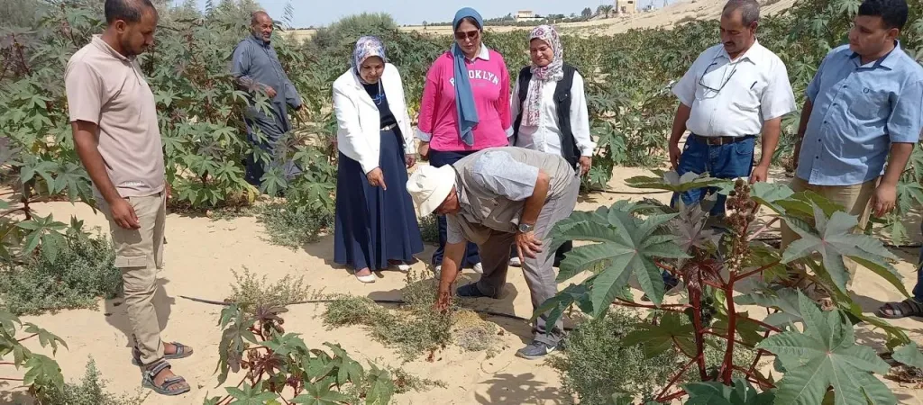 بحوث الصحراء يتابع حصاد الحقول الإرشادية للخروع بقطاع سيناء