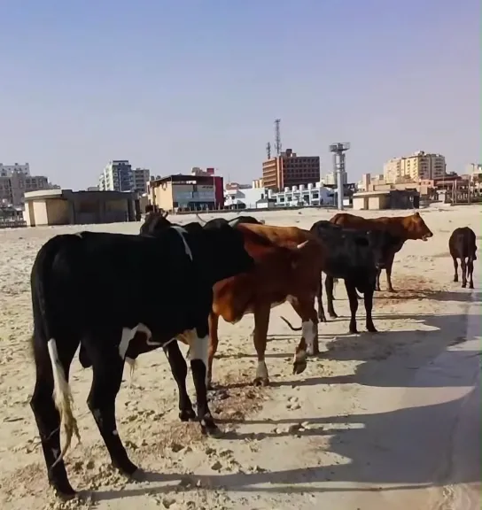 محافظ مطروح يقرر ذبح الماشية السائبة وتوزيع لحومها على الفقراء والمستشفيات ودور الأيتام