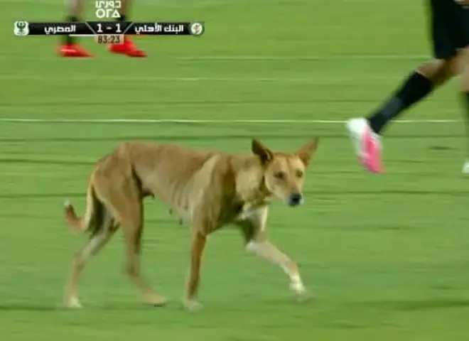 «كلب ضال» يعطل مباراة المصري والبنك الأهلي