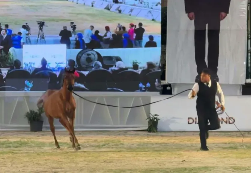 انطلاق مهرجان الشرقية الدولي للخيول العربية في دورته الـ30 بالعاشر من رمضان