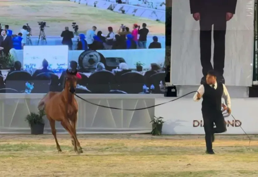 بمشاركة 5 دول عربية.. انطلاق الدورة الـ30 من مهرجان الشرقية للخيول العربية الأصيلة