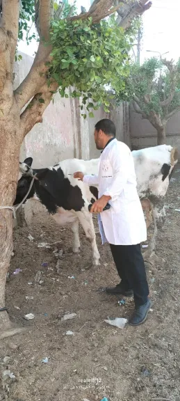 محافظ الغربية يتابع الحملة القومية للتحصين ضد الجلد العقدي.. تحصين 77 ألفًا و912 رأس ماشية